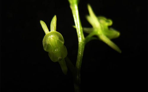 Liparis tenuis Rolfe ex Downie. có lá dài 2-3 cm và 7-8 mm chiều rộng, đầu nhọn. Cánh hoa cong ra phía sau, môi hoa dài 2,5 mm và rộng 2,5-3 mm.